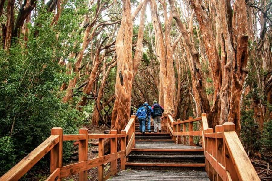 Bariloche: Arrayanes Forest and Victoria Island Tour - Crossing Lake Nahuel Huapi by boat