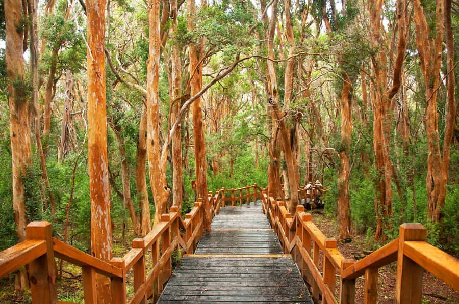 Bariloche: Victoria Island and Arrayanes Forest Navigation - Who will enjoy this day most