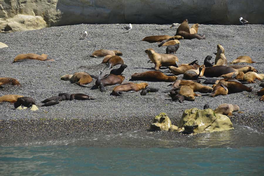 Best Tour to Peninsula Valdes - Who should book this Peninsula Valdés tour?