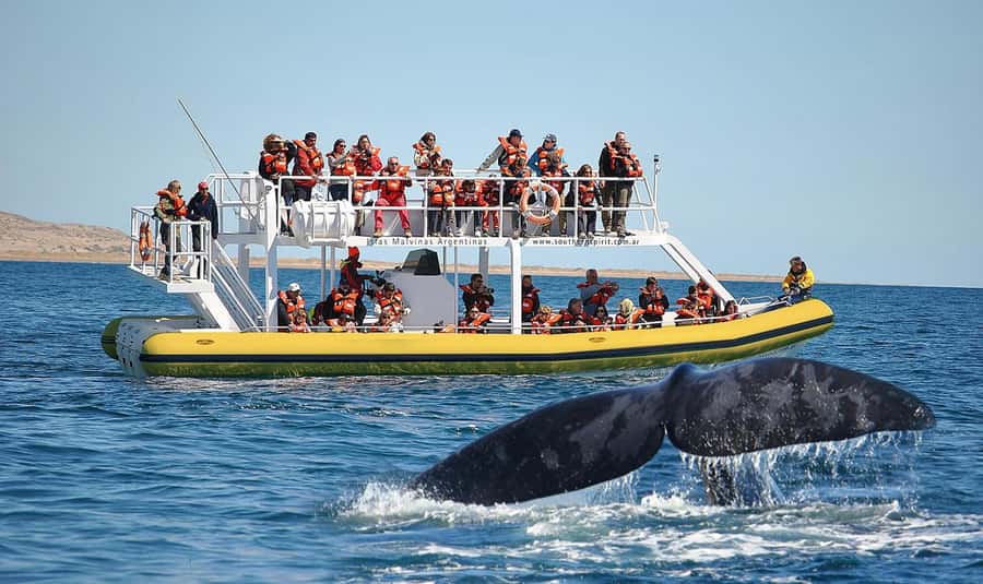 Best Tour to Peninsula Valdes - Why Peninsula Valdés is worth a full day