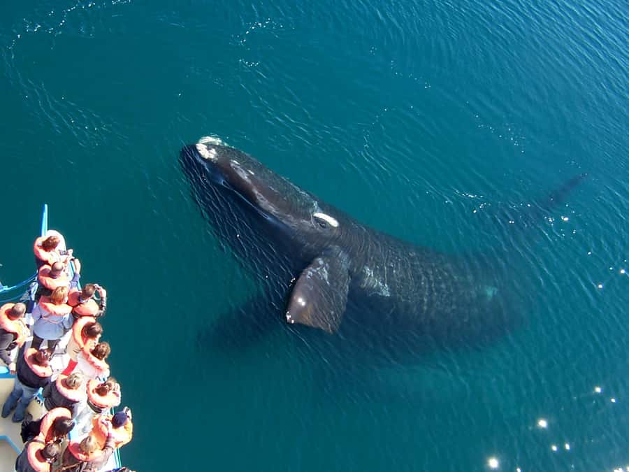 Best Tour to Peninsula Valdes - Three hours in Puerto Pirámides