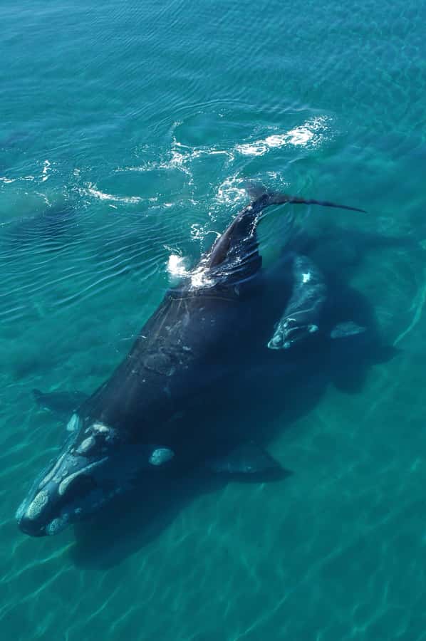 Best Tour to Peninsula Valdes - Looking for penguins, sea lions, and elephant seals