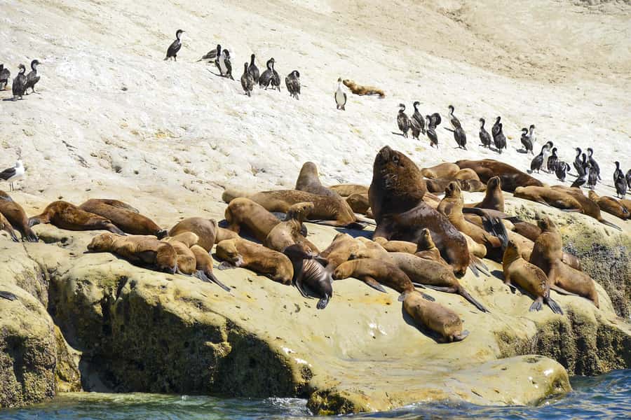 Best Tour to Peninsula Valdes - What the guide adds to the day