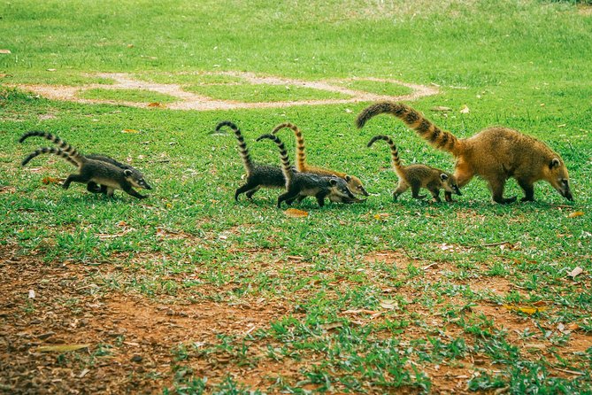 Brazilian Side of Iguazu Falls Tour from Puerto Iguazu - From Puerto Iguazu to Brazilian customs