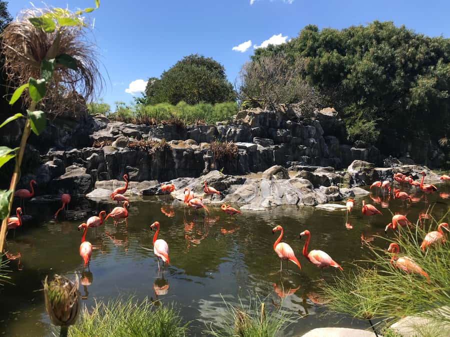 Buenos Aires: Bioparque Temaiken with Transfers - Why Temaikèn is worth the trip from Buenos Aires