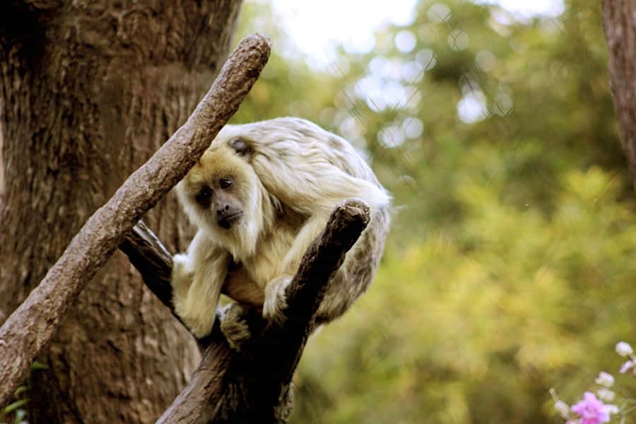 Buenos Aires: Bioparque Temaiken with Transfers - African and Asian zones