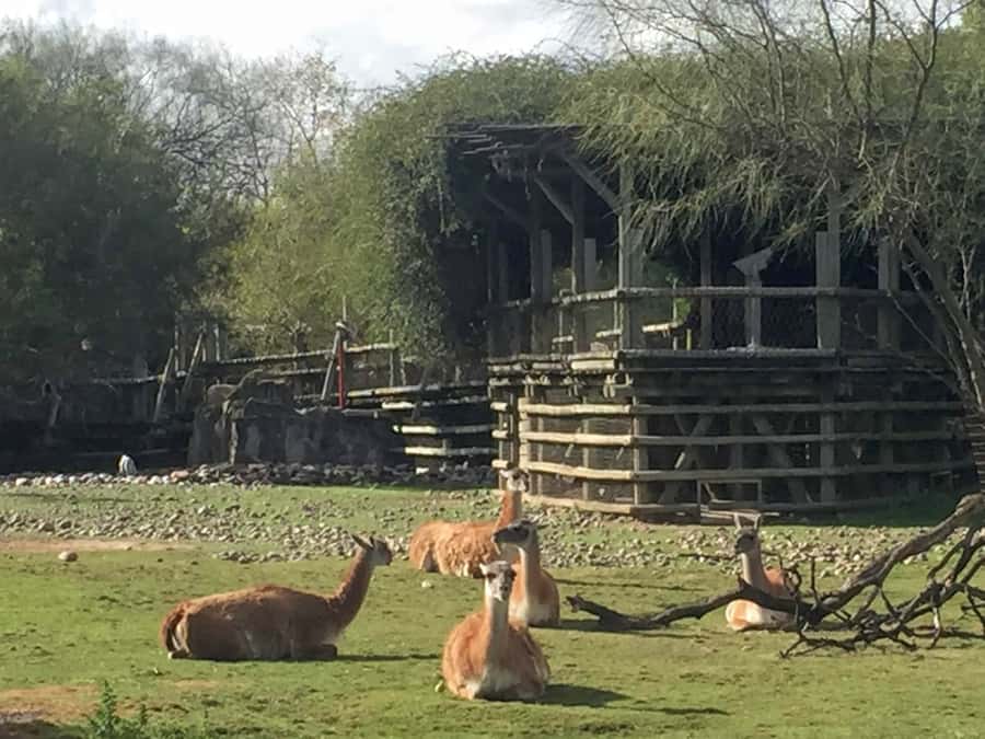 Buenos Aires: Bioparque Temaiken with Transfers - The morning pickup and ride to the park