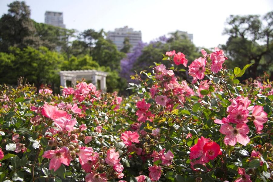 Buenos Aires Private City Tour with a local guide - Palermo’s Rosedal and Floralis Genérica