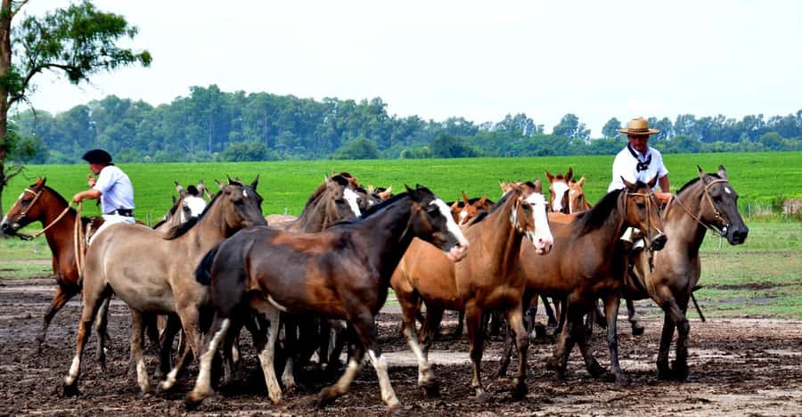 Buenos Aires: Santa Susana Ranch Day Tour, BBQ & Shows - Gaucho skills, horses, and what is staged
