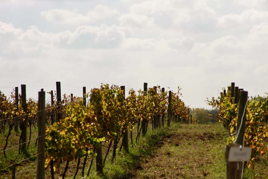 Buenos Aires: Wine Tasting and Lunch at Bodega Gamboa - Who should book Bodega Gamboa?