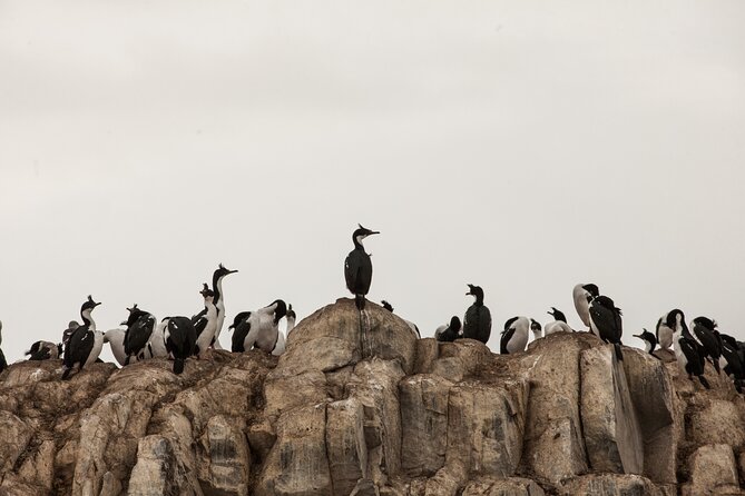 Catamaran Tour through the Beagle Channel and Penguins in Isla Martillo - Sailing out from Ushuaia’s tourist port