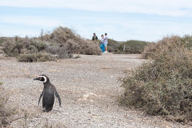 Cruise Shore Excursion Ea San Lorenzo Peninsula Valdes - Patagonia - Argentina - Stop one: the protected wildlife area
