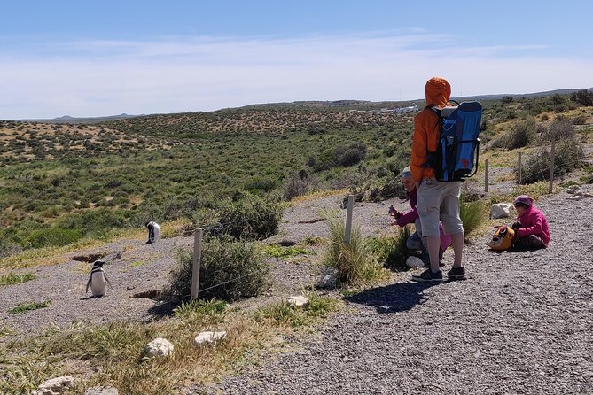 Cruise Shore Excursion Punta Tombo with Boxlunch from Pto Madryn - Walking among Magellanic penguins