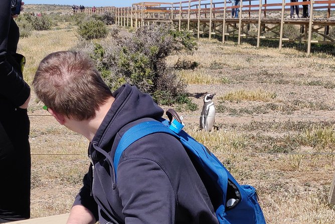 Cruise Shore Excursion Punta Tombo with Boxlunch from Pto Madryn - What lunch and the included features mean