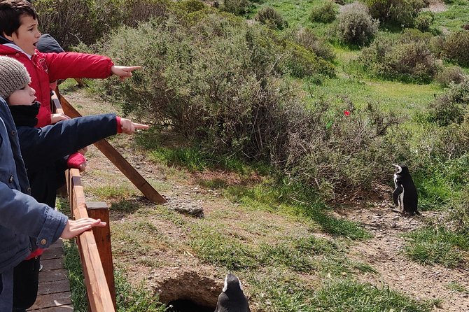 Cruise Shore Excursion Punta Tombo with Boxlunch from Pto Madryn - The road from Puerto Madryn to the reserve