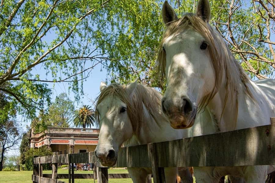 From Buenos Aires: Gaucho and Ranch Day Tour - Is $168 a fair price?