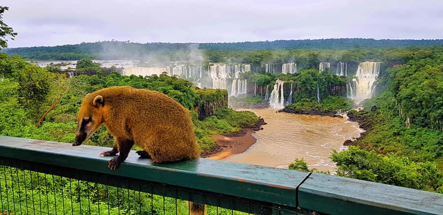 From Foz do Iguaçu: Brazilian Side of the Falls with Ticket - Key points at a glance