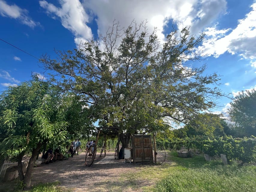 From Mendoza: 3 Wineries, Olive Oil Factory Tour & Tasting - What the tastings are really worth at $34