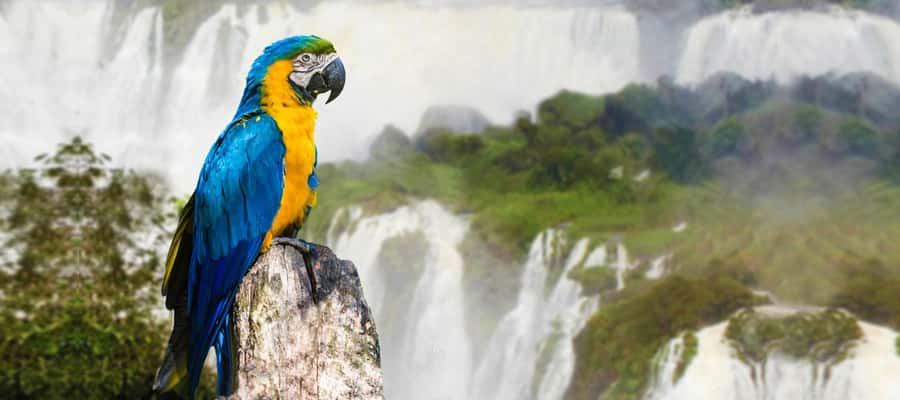From Puerto Iguazu: Half-Day Brazilian Falls Excursion - Why the Brazilian side is worth adding