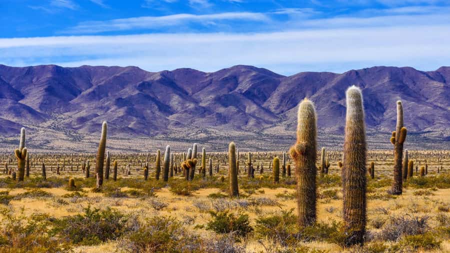 From Salta: Cachi and Los Cardones National Park Tour - Los Cardones National Park and its giant cactus country