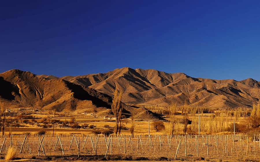 From Salta: Cachi and Los Cardones National Park Tour - The high point at The Windmill Stone