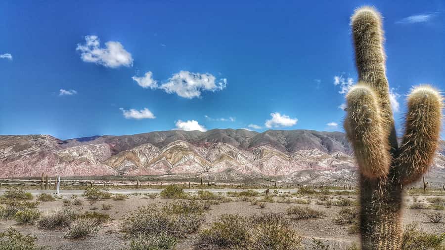 From Salta: Day Trip to Cachi and the Calchaquí Valleys - Key points to know before booking