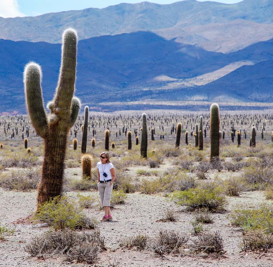 From Salta: Full-Day Scenic Tour to Cachi - Who Should Book This Cachi Excursion?