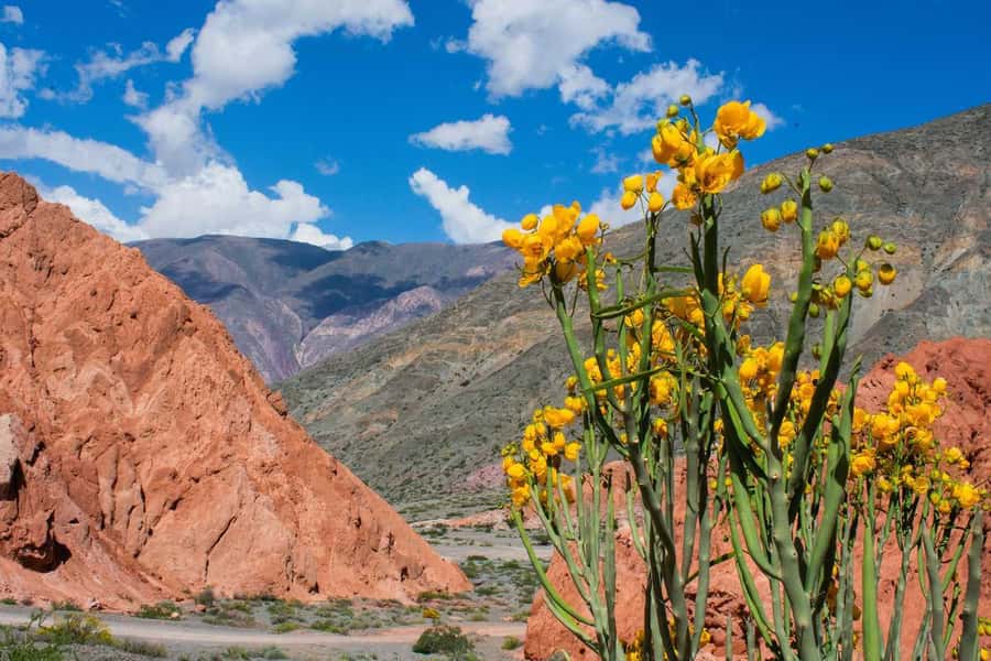 From Salta: Full-Day Trip to Salinas Grandes and Purmamarca - Arriving at Salinas Grandes