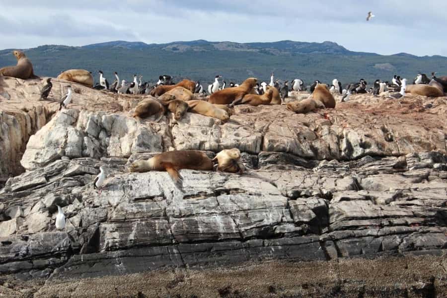 From Ushuaia: Penguin Watching Tour by Catamaran - Leaving Ushuaia through the Beagle Channel