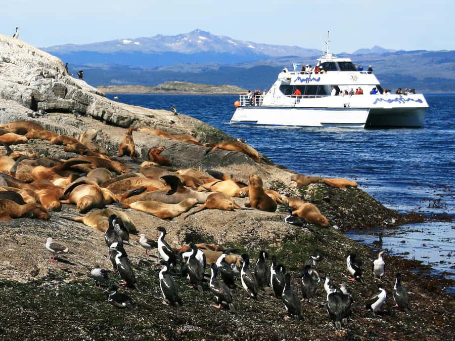 From Ushuaia: Penguin Watching Tour by Catamaran - The SS Monte Cervantes and the farthest point