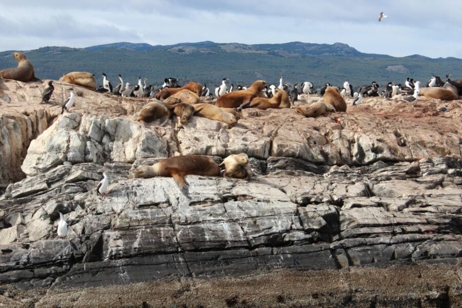 From Ushuaia: Penguin Watching Tour by Catamaran - Pickup, timing, and what to bring
