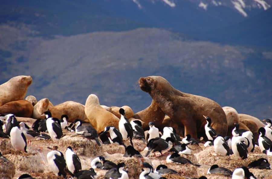 From Ushuaia: Penguin Watching Tour by Catamaran - Mountains of Olivia and Cinco Hermanos