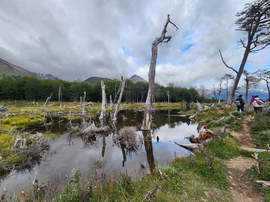 From Ushuaia: Tierra del Fuego Emerald Lagoon Trekking Tour - Key points to know before booking