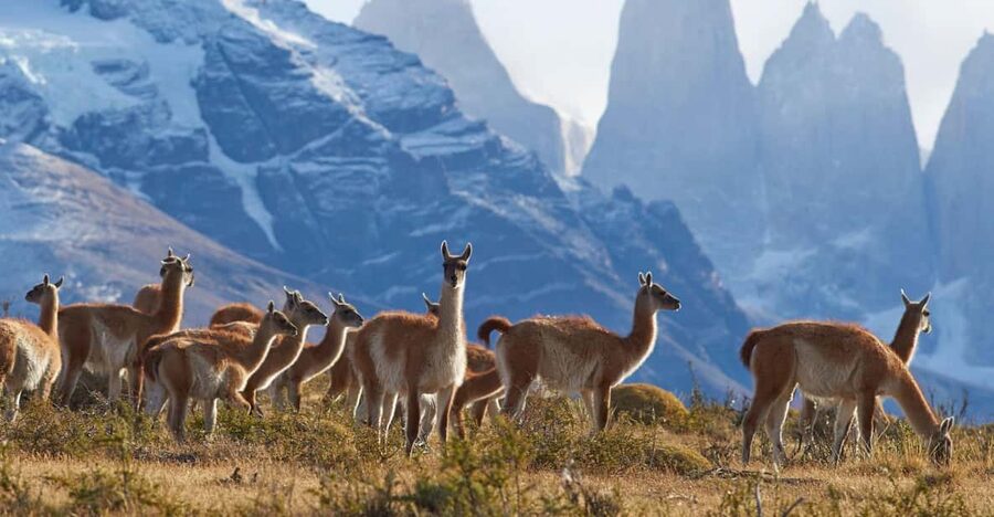 Full-Day Torres del Paine National Park from El Calafate - Salto Grande, Nordenskjöld, and the lakes of the east