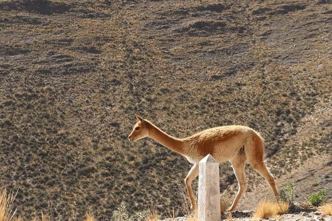 Full-Day Tour to Salinas Grandes and Purmamarca From Salta - The return to Purmamarca and the long ride home