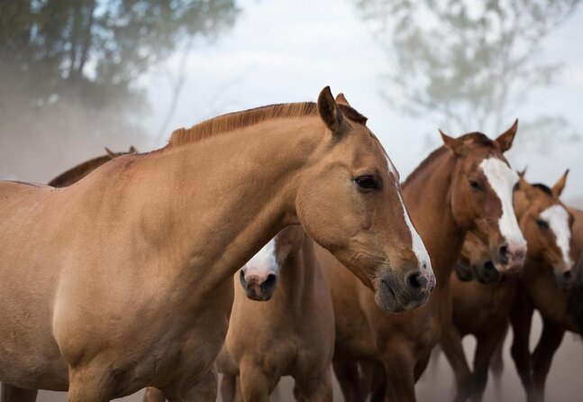 Gaucho Experience: A Day Trip to Don Silvano Ranch - Leaving Buenos Aires for the Argentine Pampas