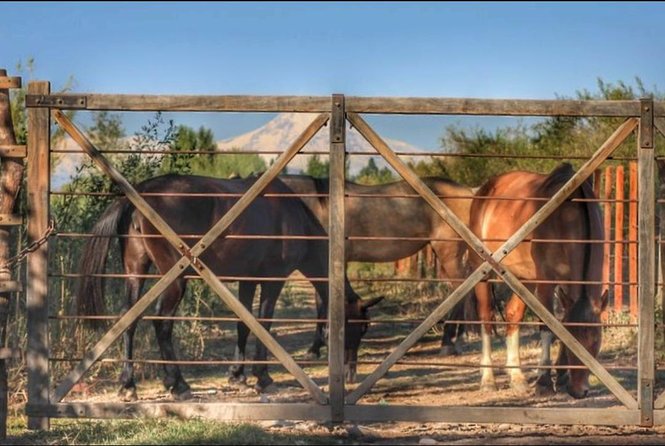 Horseback ride through vineyards followed by gourmet lunch - From Mendoza City to Lunlunta by minivan