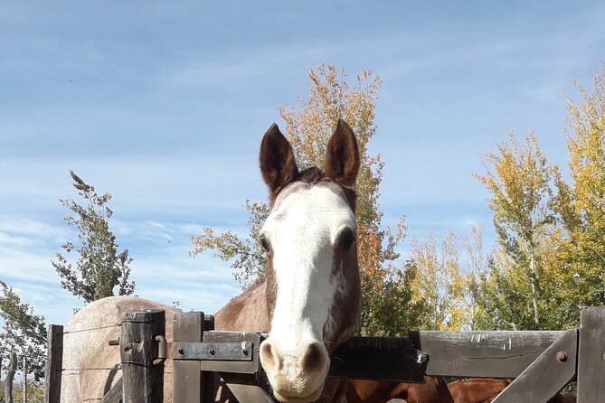Horseback riding and barbecue in a private ranch - La Carrera, Mendoza - The guides make the difference