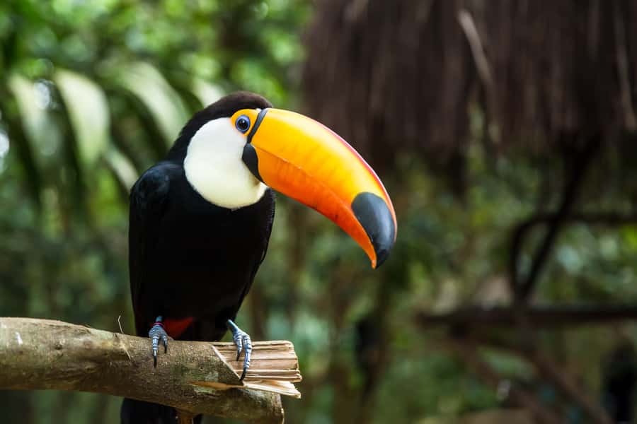 Iguazú Falls: The Natural Wonder of Argentina - Devil’s Throat and the Ecological Jungle Train