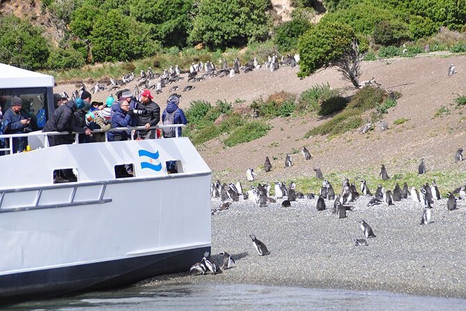 Martillo Island: Boat Trip to the Penguin Colony & Beagle Channel - Reaching Martillo Island by catamaran