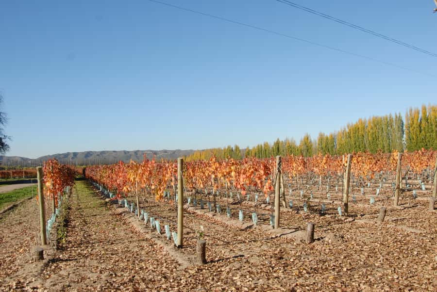 Mendoza: Full Day Wine Tour with 3 Course Lunch - Picking between Luján de Cuyo, Maipú, and Valle de Uco
