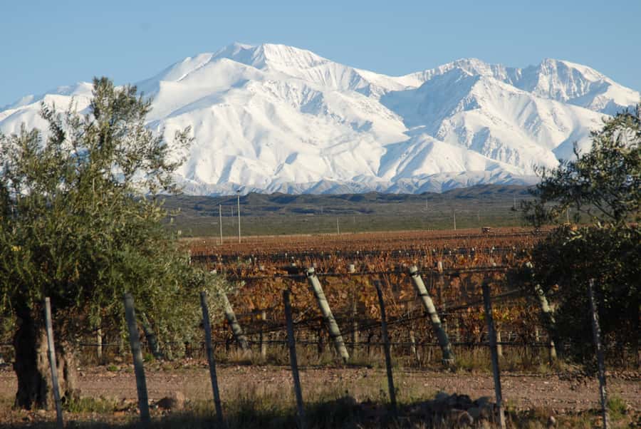 Mendoza: Full Day Wine Tour with 3 Course Lunch - The lunch is a major part of the value