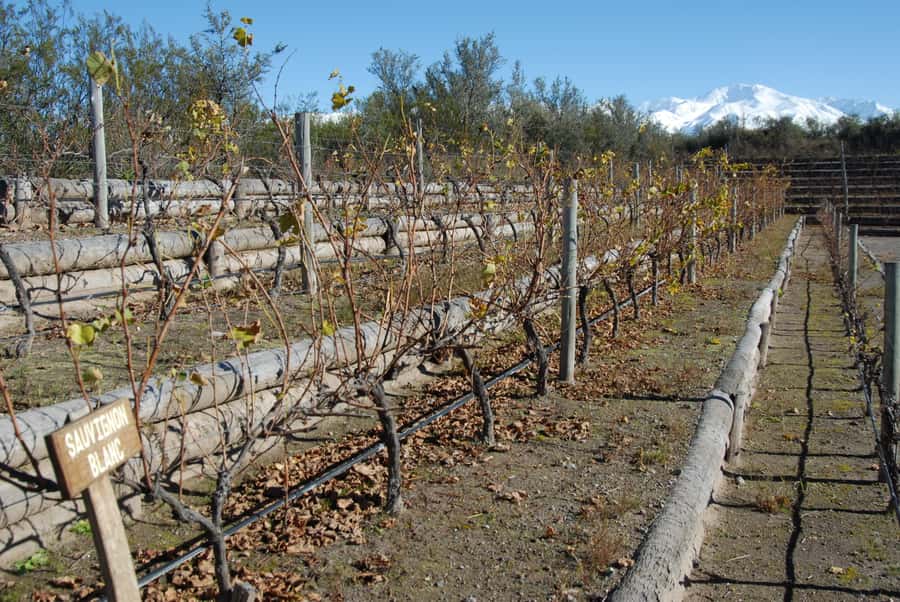 Mendoza: Full Day Wine Tour with 3 Course Lunch - Is $153 a fair price?