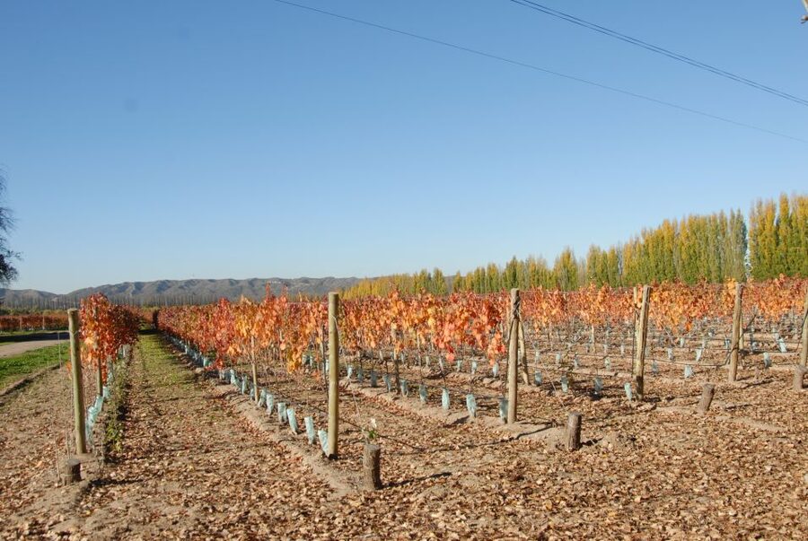 Mendoza: Full Day Wine Tour with 3 Course Lunch - Who should book this Mendoza wine tour?