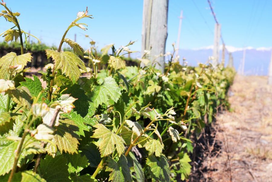 Mendoza: Half-Day Wine Tour with Tastings - Maipú and the second winery visit