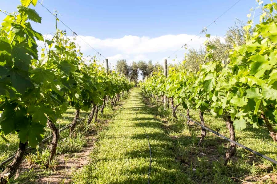 Mendoza: Winebike Tasting Tour with Optional Lunch - The multi-bike ride is the day’s signature