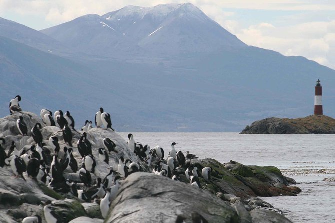 Navigate through the Beagle Channel: Seal, Bird & Penguin Islands - Les Eclaireurs Lighthouse and the wreck remains