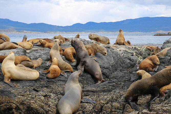 Navigate through the Beagle Channel: Seal, Bird & Penguin Islands - Los Pájaros Island and a busy bird colony