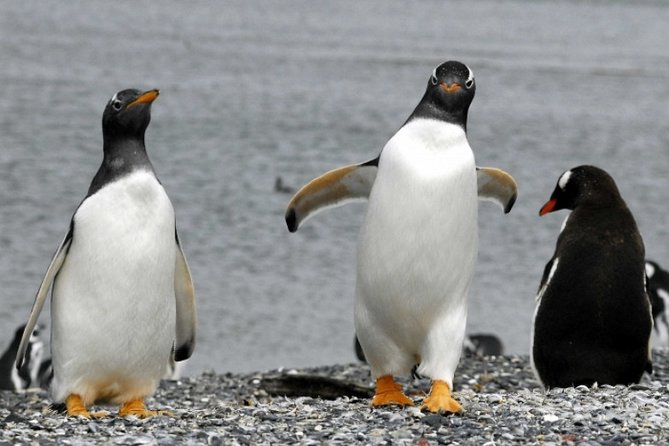 Penguin walk in Ushuaia + navigation option - The 90-Minute Ride to Harberton Ranch