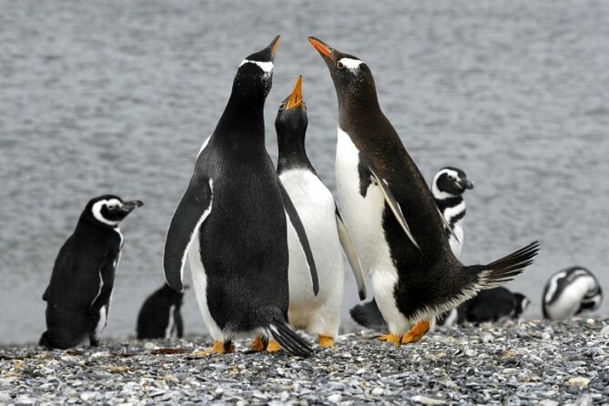 Penguin walk in Ushuaia + navigation option - The Real Cost and Overall Value